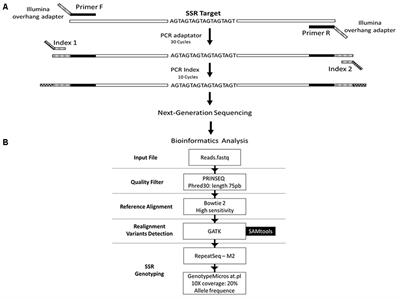 High-Throughput Sequencing Strategy for Microsatellite Genotyping Using Neotropical Fish as a Model